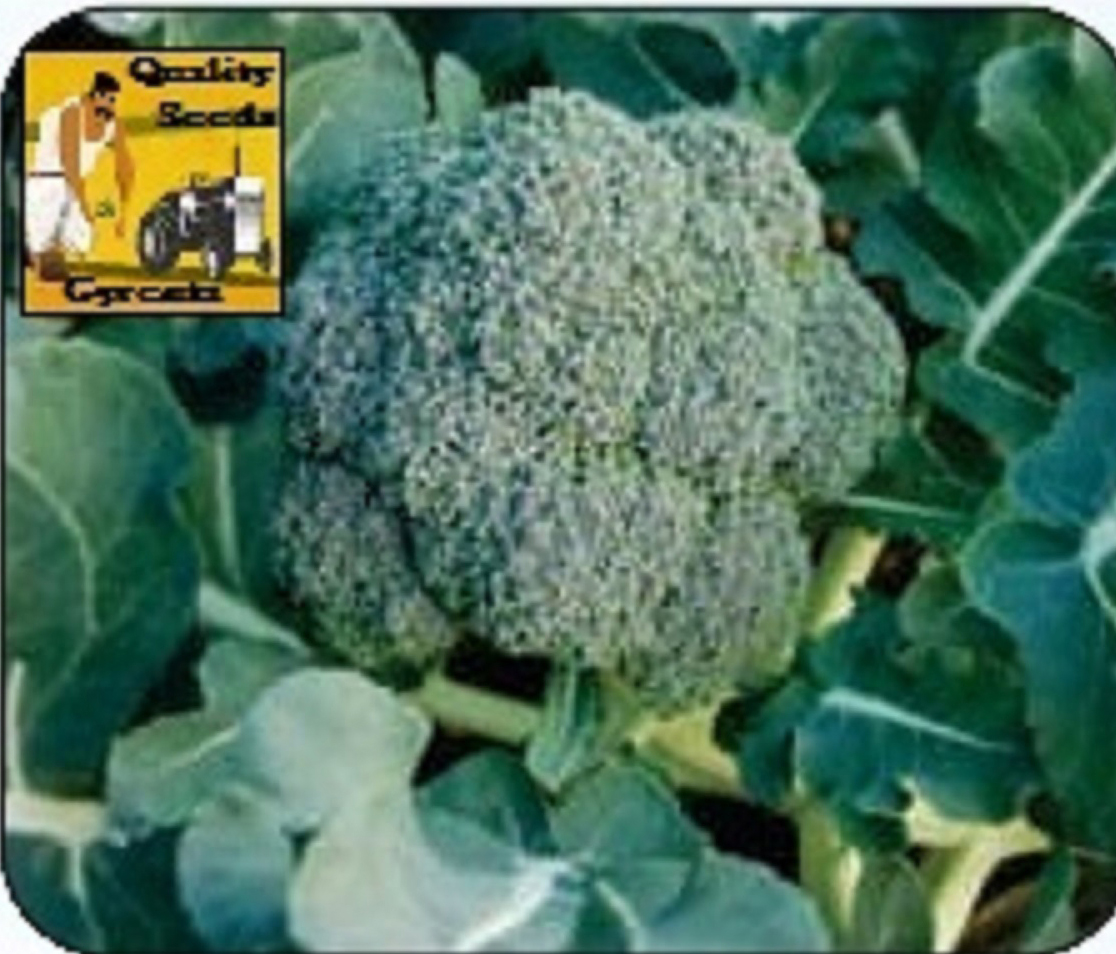 BROCCOLLI