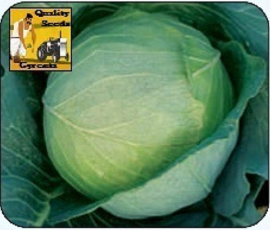 CABBAGE