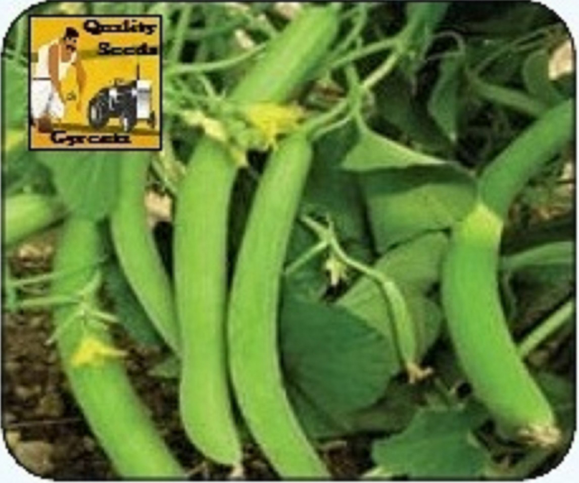 LONG-MELON