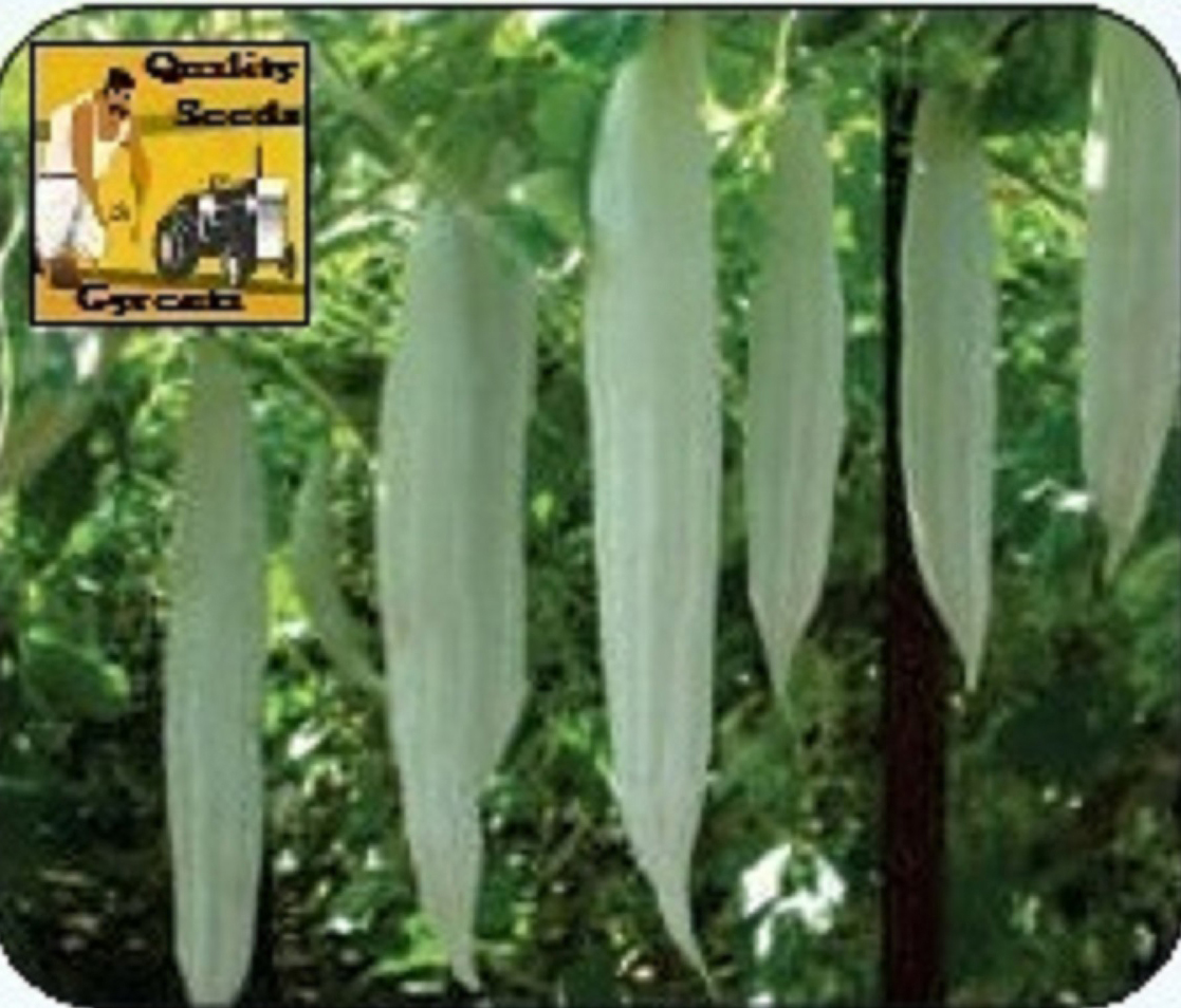 SNAKE GOURD