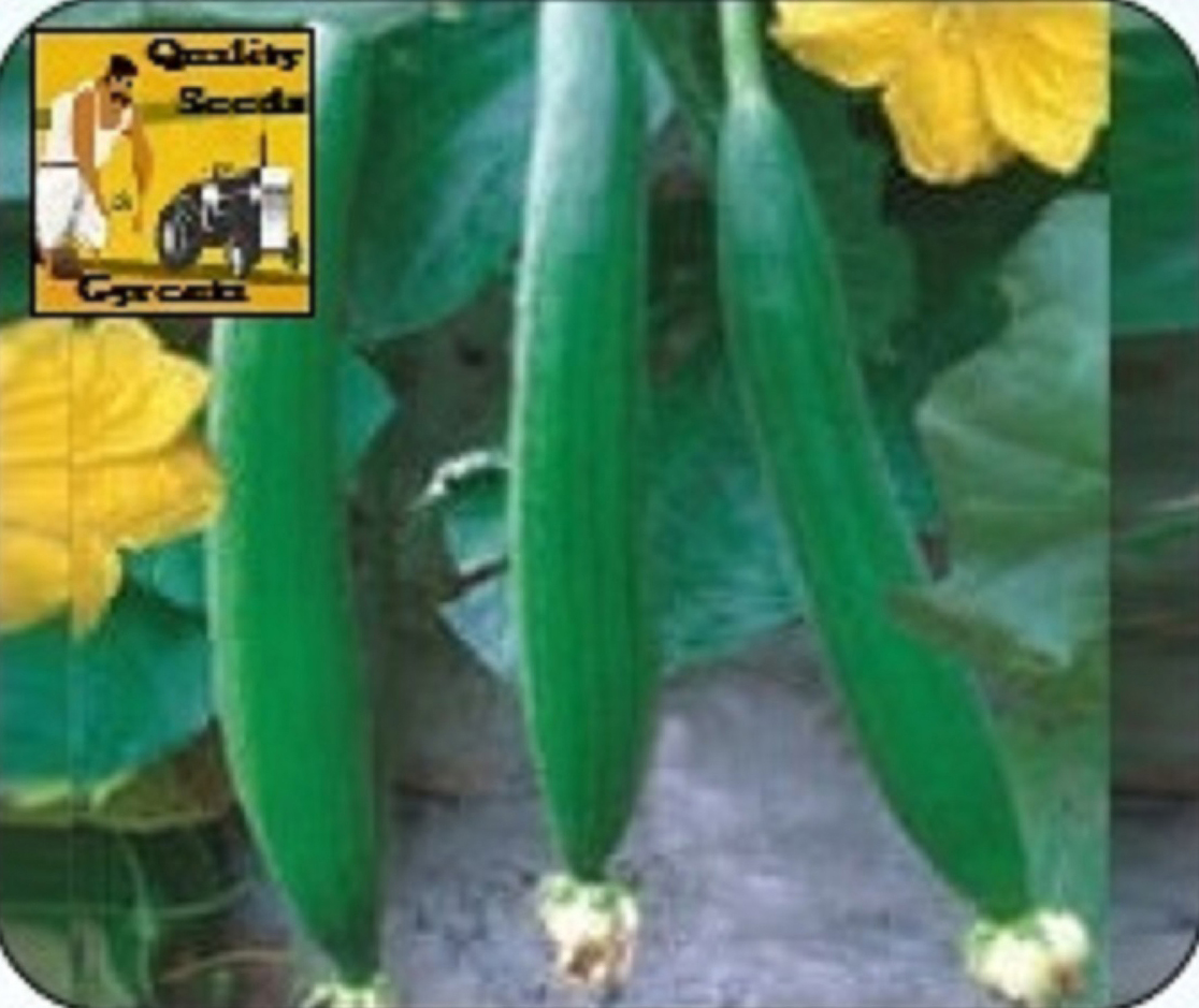 SPONGE GOURD